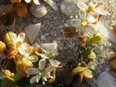 Pharnaceum cordifolium