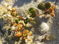 Pharnaceum cordifolium