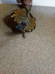 Draco volans