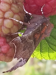 Scoliopteryx libatrix