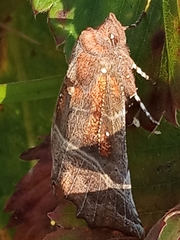 Scoliopteryx libatrix