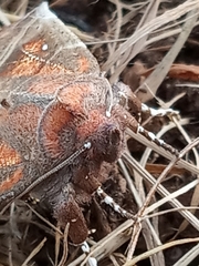Scoliopteryx libatrix