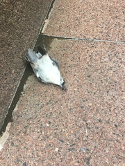 Sitta carolinensis