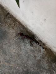 Gekko gecko