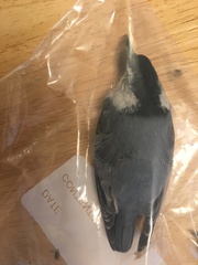 Sitta carolinensis
