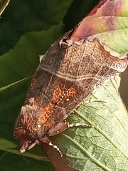 Scoliopteryx libatrix