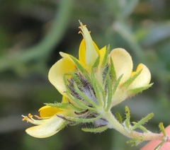 Aspalathus asparagoides