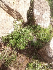 Gonocarpus elatus