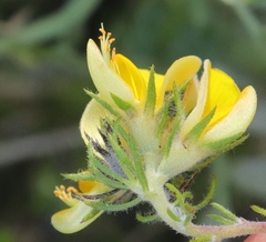 Aspalathus asparagoides