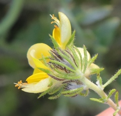 Aspalathus asparagoides