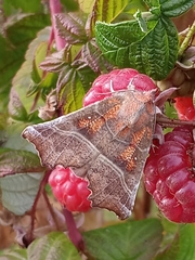 Scoliopteryx libatrix