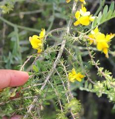 Aspalathus asparagoides