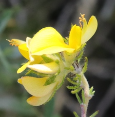 Aspalathus asparagoides