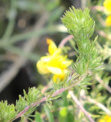 Aspalathus asparagoides