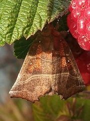 Scoliopteryx libatrix