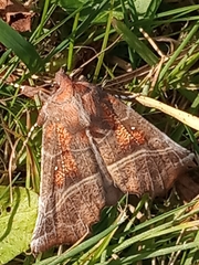 Scoliopteryx libatrix