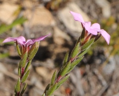 Acmadenia gracilis