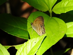Euptychiina