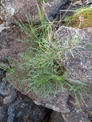Lithotoma axillaris