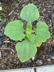 Tithonia rotundifolia