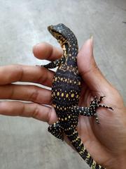 Varanus salvator bivittatus