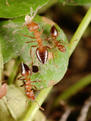 Crematogaster rogenhoferi