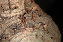 Crematogaster rogenhoferi