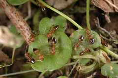 Crematogaster rogenhoferi