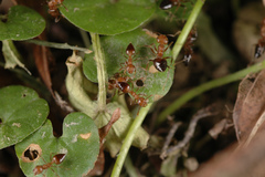 Crematogaster rogenhoferi