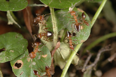 Crematogaster rogenhoferi