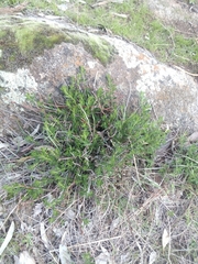 Gonocarpus elatus