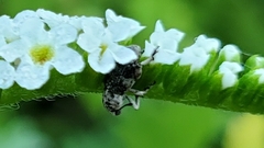 Colecerus