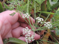 Dasispermum hispidum