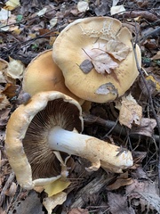 Cortinarius triumphans