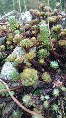 Semperviveae