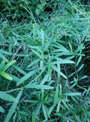 Parsonsia capsularis