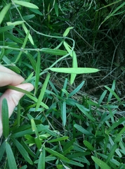 Parsonsia capsularis