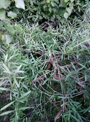 Parsonsia capsularis