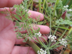 Dasispermum hispidum