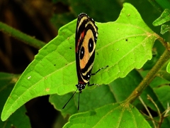 Callicore pitheas