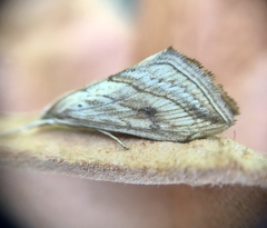 Evergestis forficalis