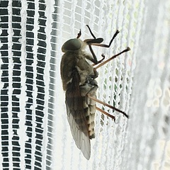 Tabanus bovinus