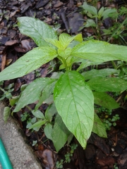 Magnoliopsida