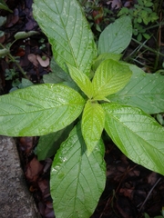 Magnoliopsida