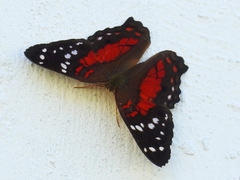 Anartia amathea