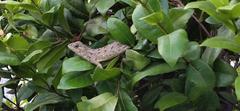 Calotes versicolor