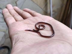 Indotyphlops braminus