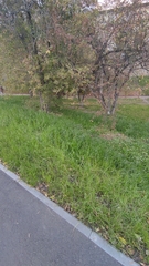 Lolium multiflorum × perenne