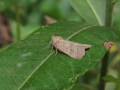 Ipimorpha retusa