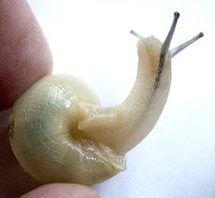 Cepaea hortensis